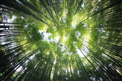 The Amazing Lifecycle of Bamboo in Eco-Products